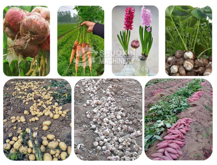 Potato Seeder